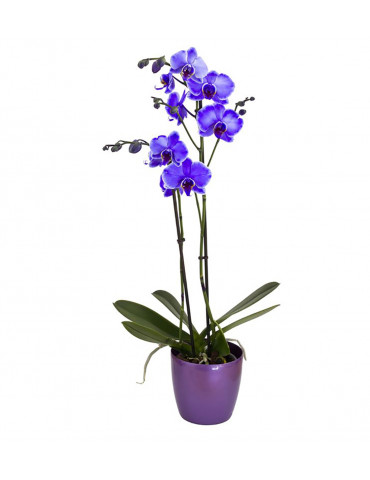Orchidea Blu Phalaenopsis Idea Regalo Fiori Aluisi