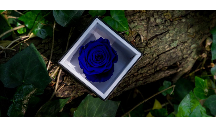 Rosa blu: significato, prezzo e consegna a domicilio